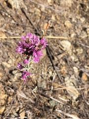Lessingia leptoclada