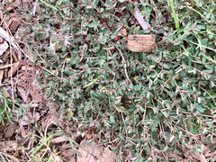 Euphorbia vermiculata