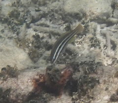Scarus taeniopterus
