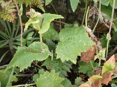 Pericallis tussilaginis image