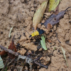Chauliognathus heros