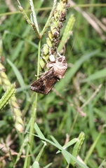 Prodeniini