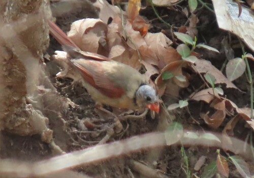 Northern Cardinal photographed in Missouri