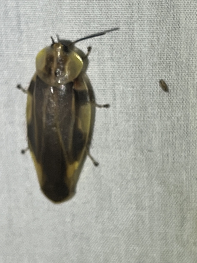 Achroblatta luteola