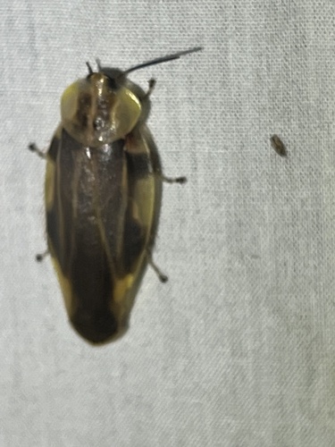 Achroblatta luteola