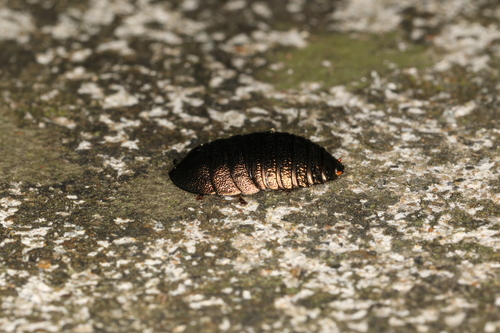Photo of Metallic Emerald Cockroach (Pseudoglomeris magnifica)