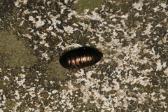 Pseudoglomeris magnifica