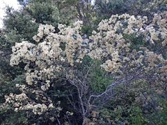 Pomaderris hamiltonii