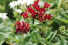 Euodynerus crypticus