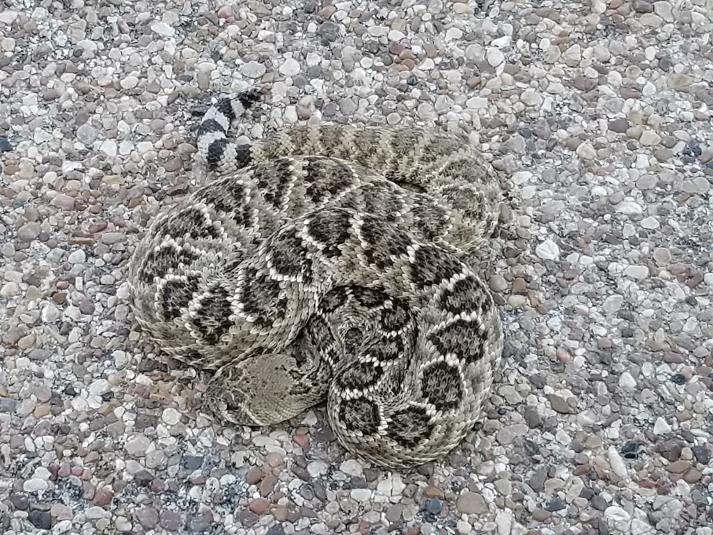 Western Diamondbacked Rattlesnake from Oglesby, TX 76561, USA on March 24, 2023 at 0519 PM by