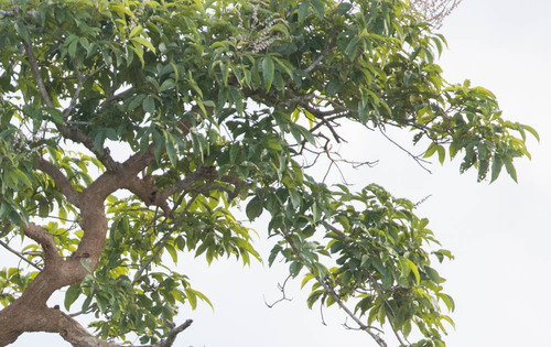 Vitex altissima (Vitex altissima)