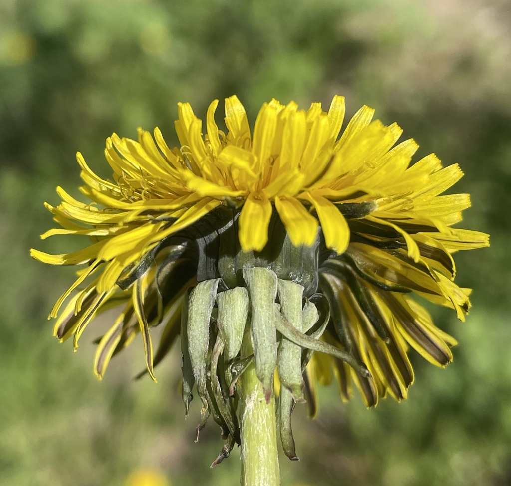 Taraxacum stenoglossum