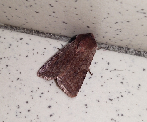 Cerastis rubricosa