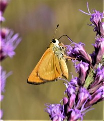 Hesperia meskei