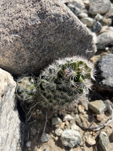 iNaturalist observation photo of Common Fishhook Cactus