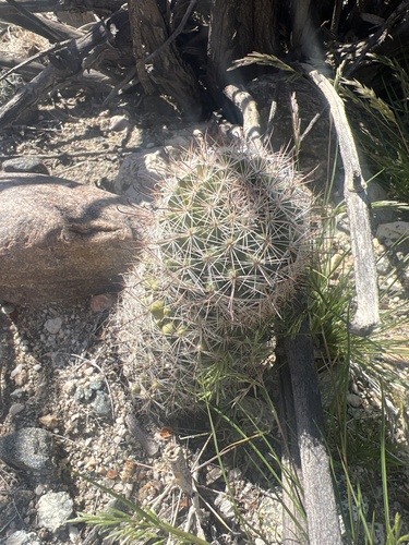 iNaturalist observation photo of Peninsular fishhook cactus