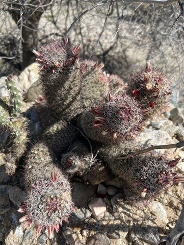 iNaturalist observation photo of Peninsular fishhook cactus