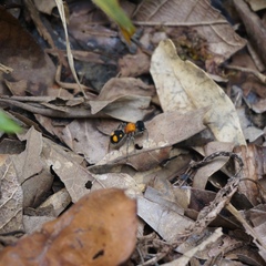 Pseudomethoca ugaldei