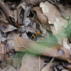 Pseudomethoca ugaldei