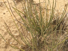 Ephedra cutleri