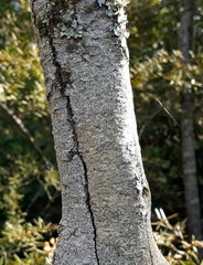 Pomaderris hamiltonii