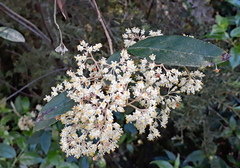 Pomaderris hamiltonii