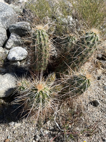 iNaturalist observation photo of Echinocereus engelmannii engelmannii