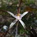 Caladenia microchila - Photo (c) botanygirl, algunos derechos reservados (CC BY), subido por botanygirl