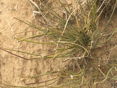 Ephedra cutleri