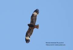 Hamirostra melanosternon