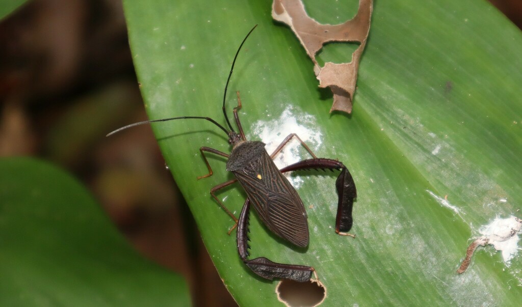 Acanthocephala scutellata
