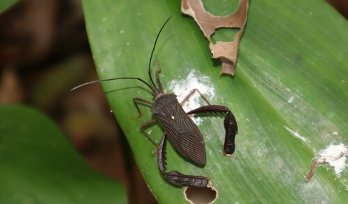 Acanthocephala scutellata