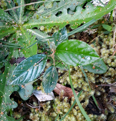 Pomaderris hamiltonii