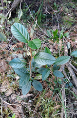 Pomaderris hamiltonii