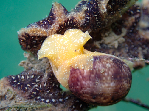 Cloudy Bubble Snail