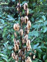 Veratrum hybridum