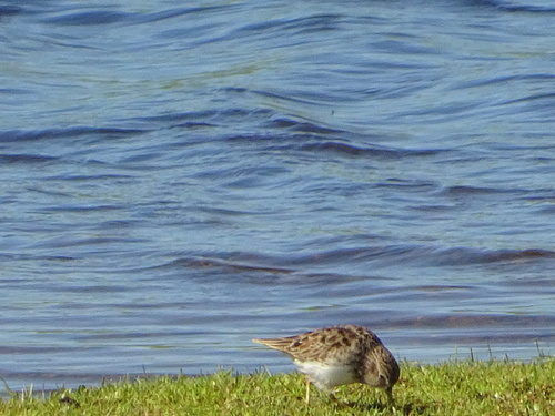 iNaturalist observation photo of Least Sandpiper