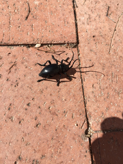 Moneilema gigas