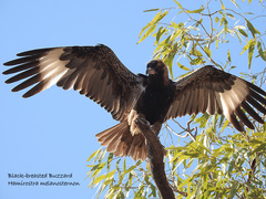 Hamirostra melanosternon