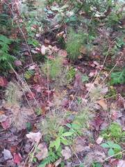 Equisetum sylvaticum image