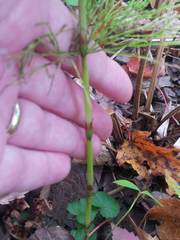 Equisetum sylvaticum image