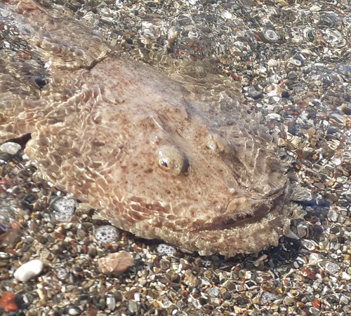Blackbellied angler (Lophius budegassa) — Lophiidae — 3