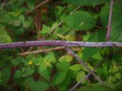 Rubus liebmannii
