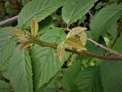 Rubus liebmannii