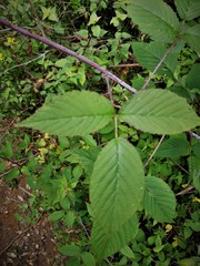 Rubus liebmannii