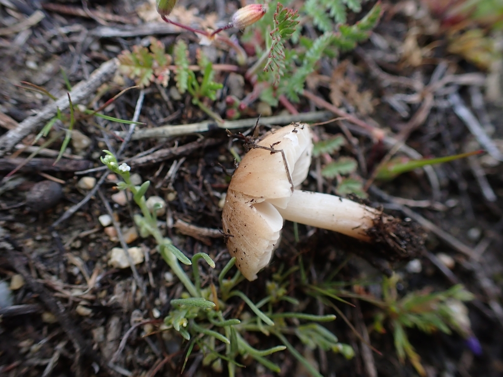 Leucoinocybe sp. 'lenta-CA02'