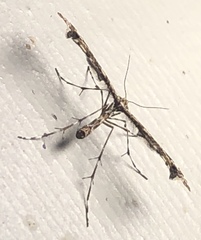 Amblyptilia pica