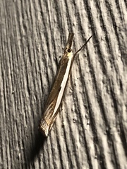 Crambus rickseckerellus