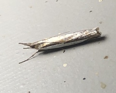 Crambus rickseckerellus