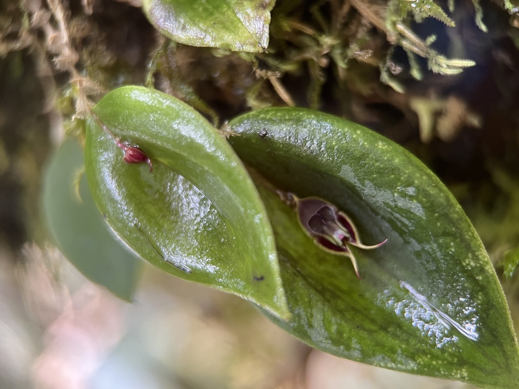 Lepanthes manabina